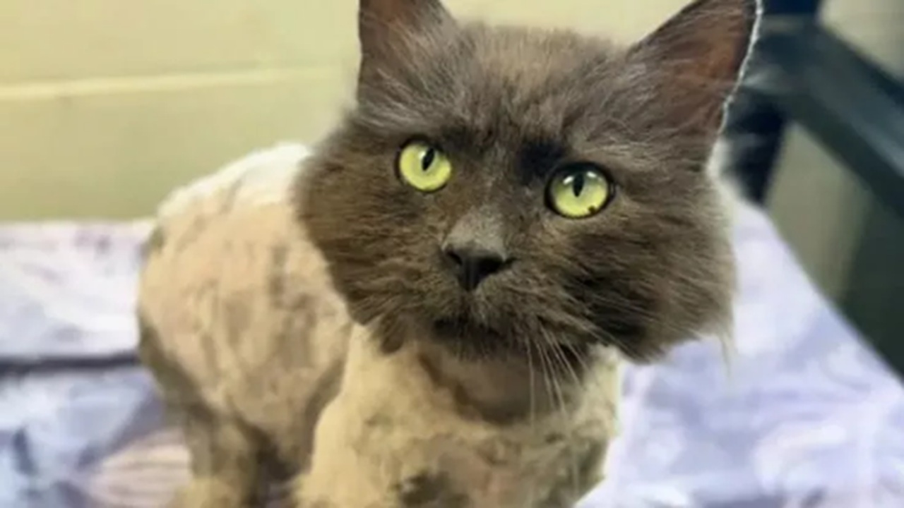 gatto che assomiglia a un panino