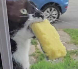 Gatto ladro continua a rubare ai vicini e la proprietaria deve scusarsi