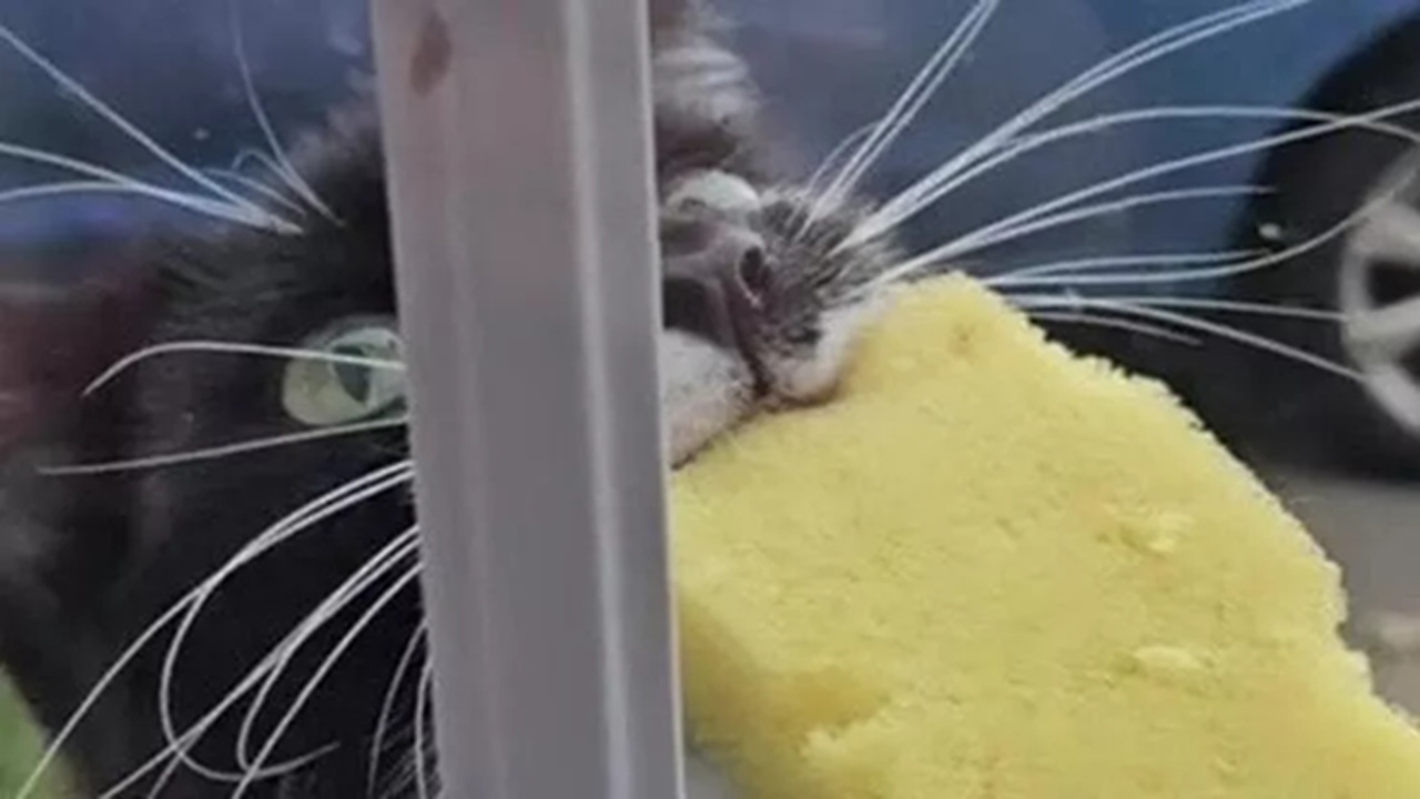 Gatto ladro continua a rubare ai vicini