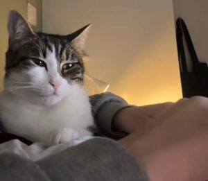Gatto smette di mangiare quando l’umana parte per l’università