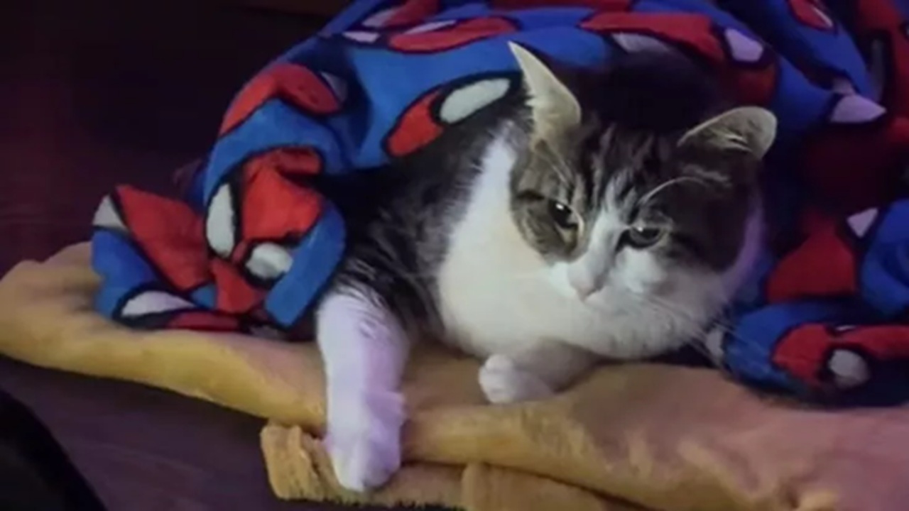 Gatto smette di mangiare quando l'umana è all'università