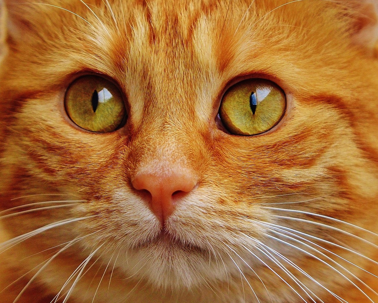 Gatto rosso