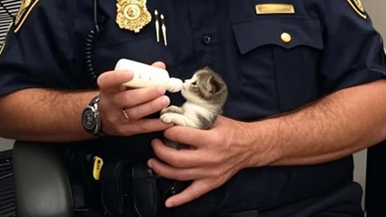 Poliziotto salva il gattino