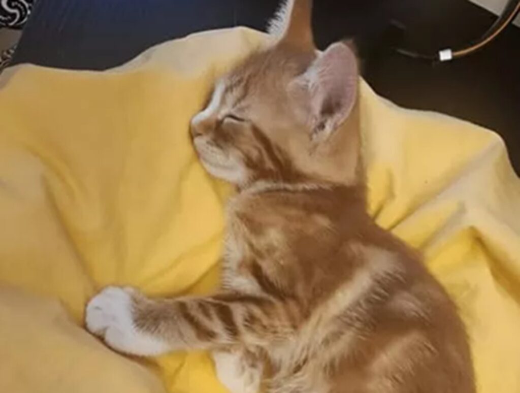 Gatto con 24 dita nelle zampe: la storia di Toeby