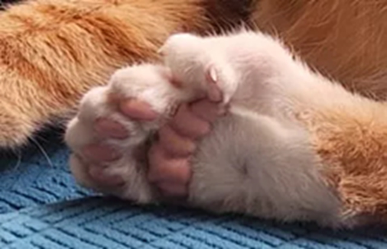 Gatto con 24 dita nelle zampe