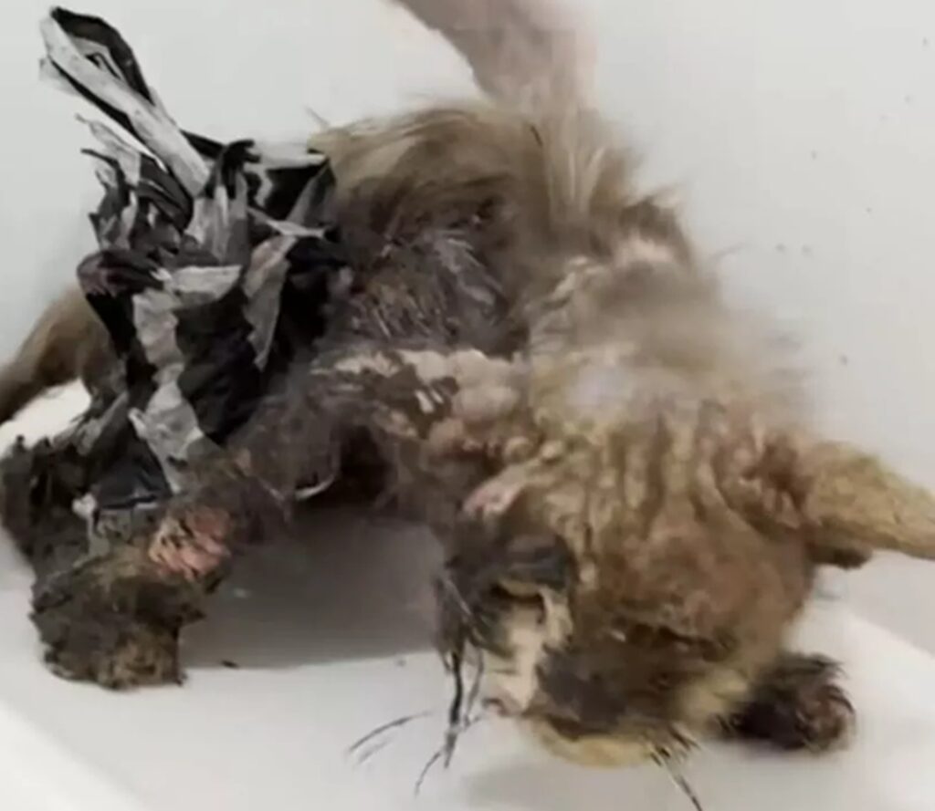 Gatto con il pelo pieno di colla salvato: la storia di Timothy