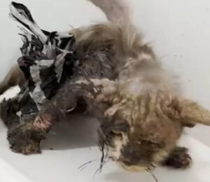 Gatto con il pelo pieno di colla salvato: la storia di Timothy