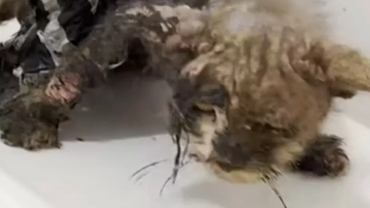 Gatto con il pelo pieno di colla