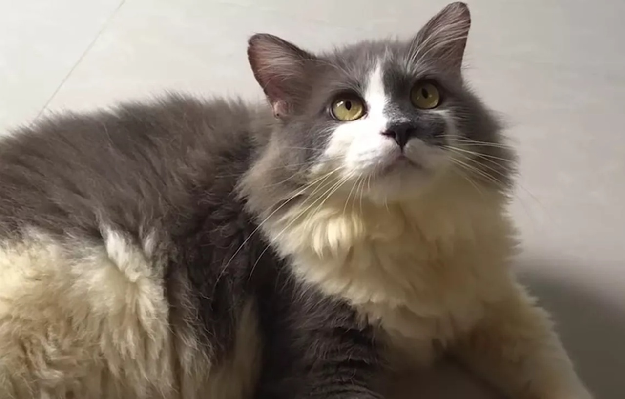 Trasformazione del gatto