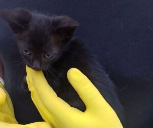 Gatto intrappolato in una lavatrice in Salento: come lo hanno liberato