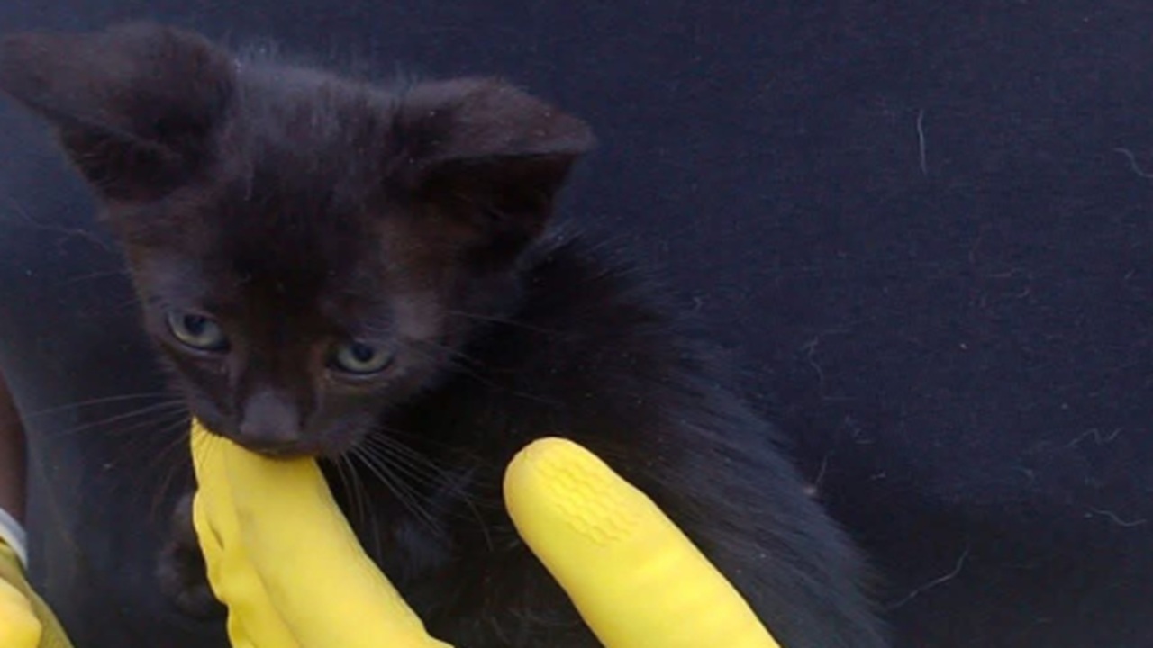 gatto intrappolato in una lavatrice