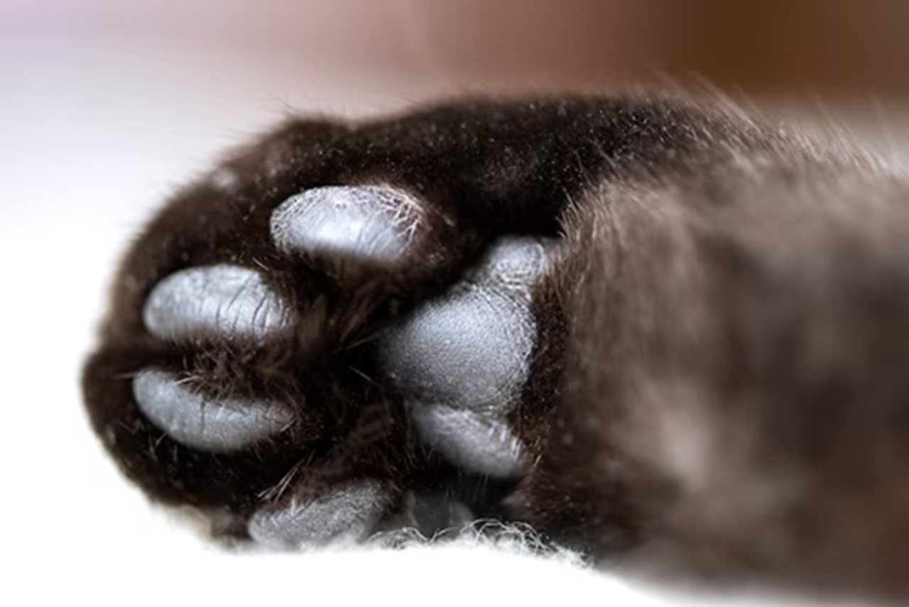 Zampa del gatto nero