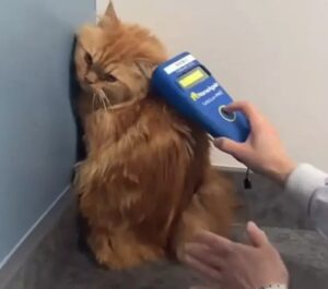 Gatto si finge invisibile per non farsi visitare dal veterinario