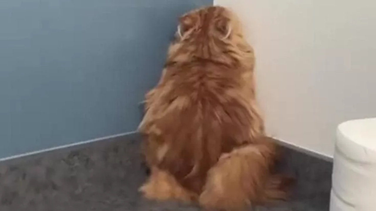 Gatto si finge invisibile dal veterinario