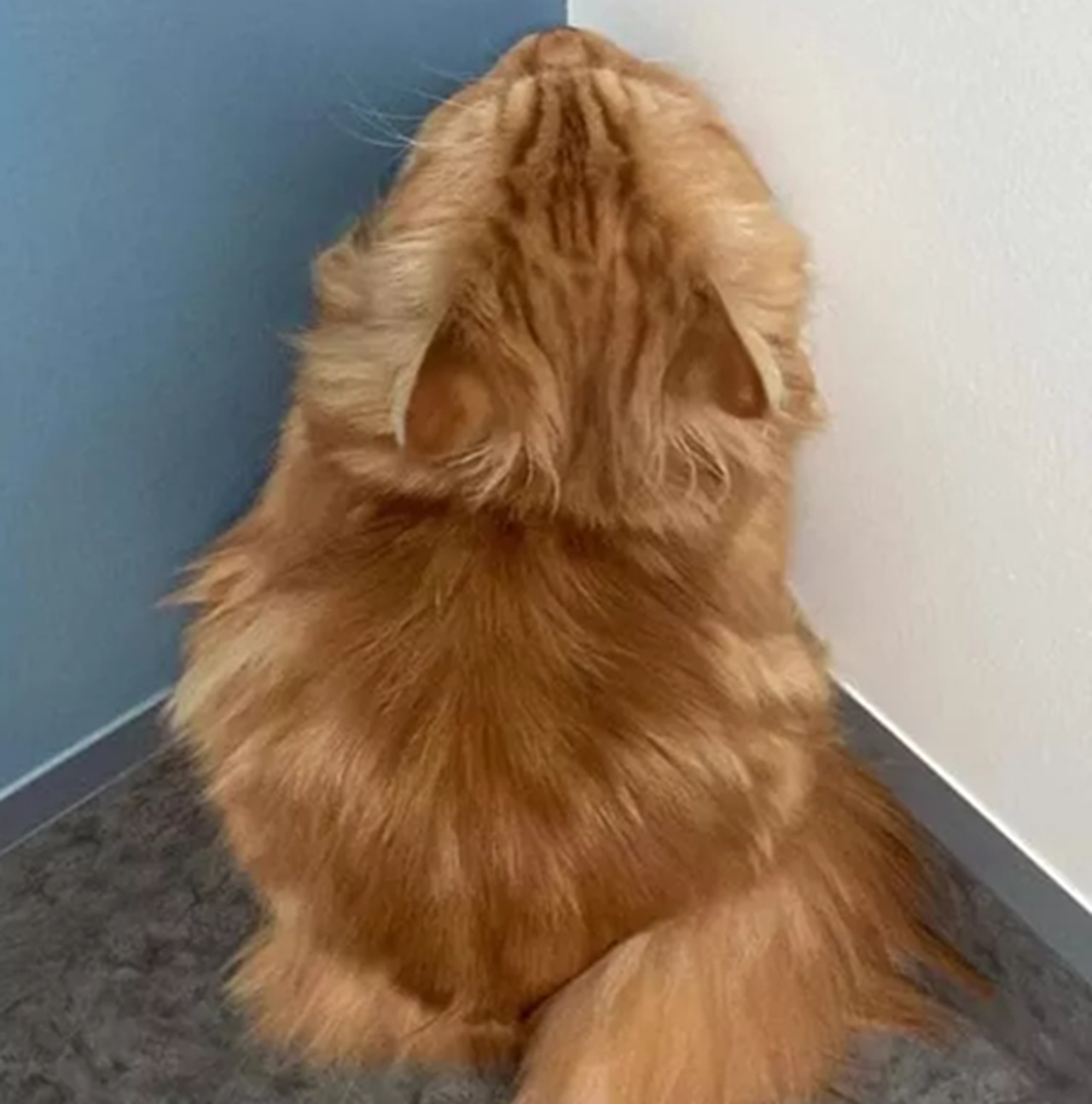 Gatto nell'angolo