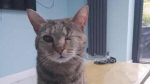 Donna salva 19 gatti in Qatar e apre un cat café per dare a tutti una casa