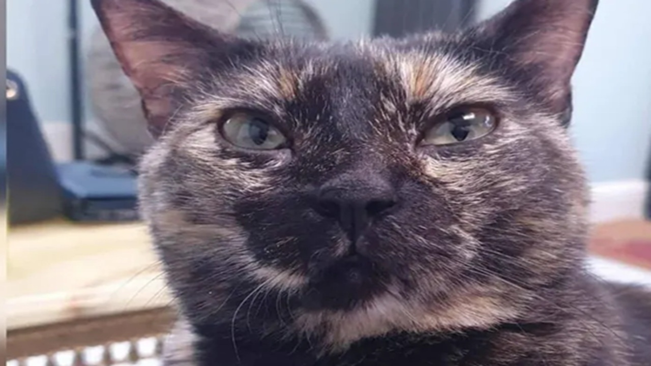 gatti qatar cat cafe