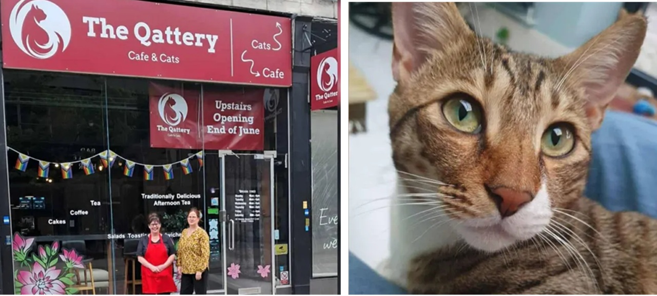 cat cafè