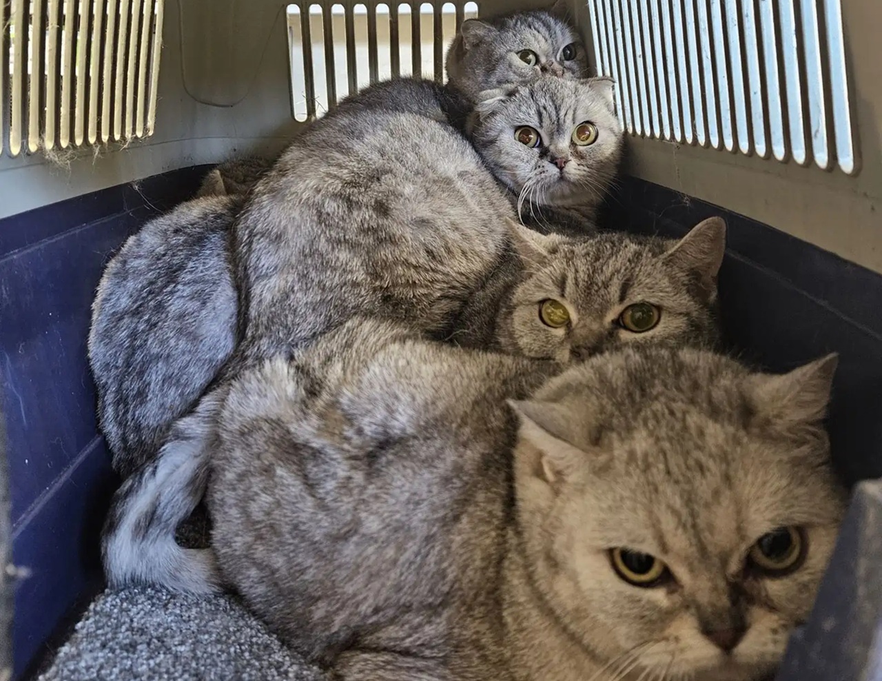 Gatti nel trasportino