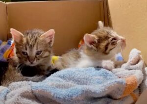 Gatti salvati in Toscana da un pittore che li ha sentiti muoversi tra i rovi