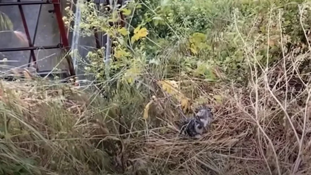 Gatti salvati in Toscana