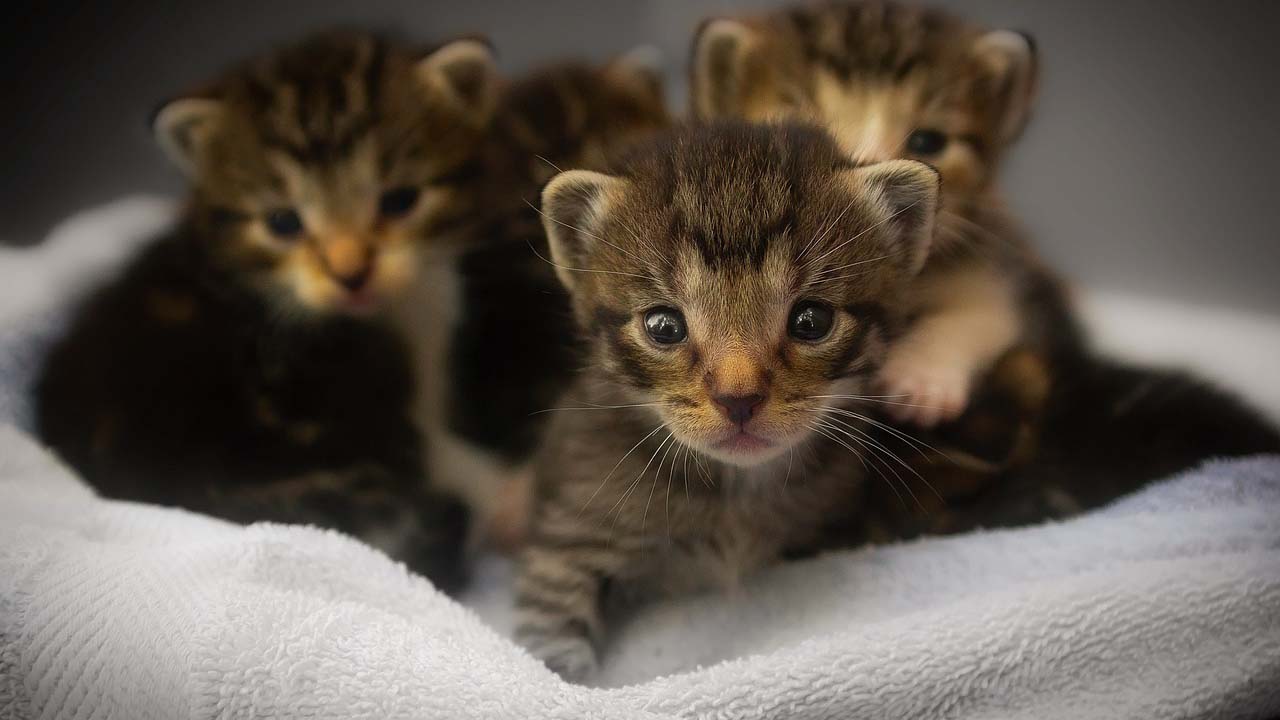Gatti scomparsi a San Marino