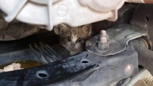 Gattino dentro il cofano di un’auto: passante allerta i Vigili