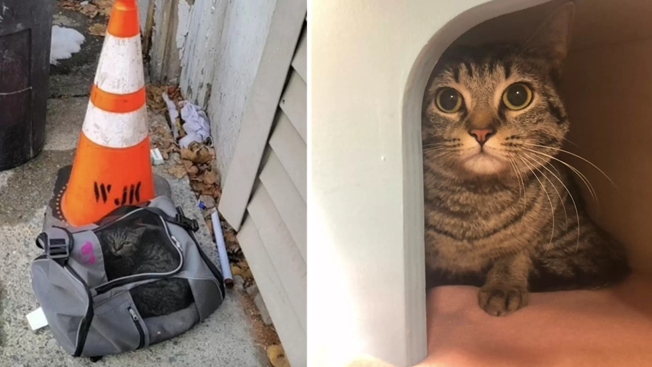 Gatto abbandonato in una borsa vicino alla spazzatura