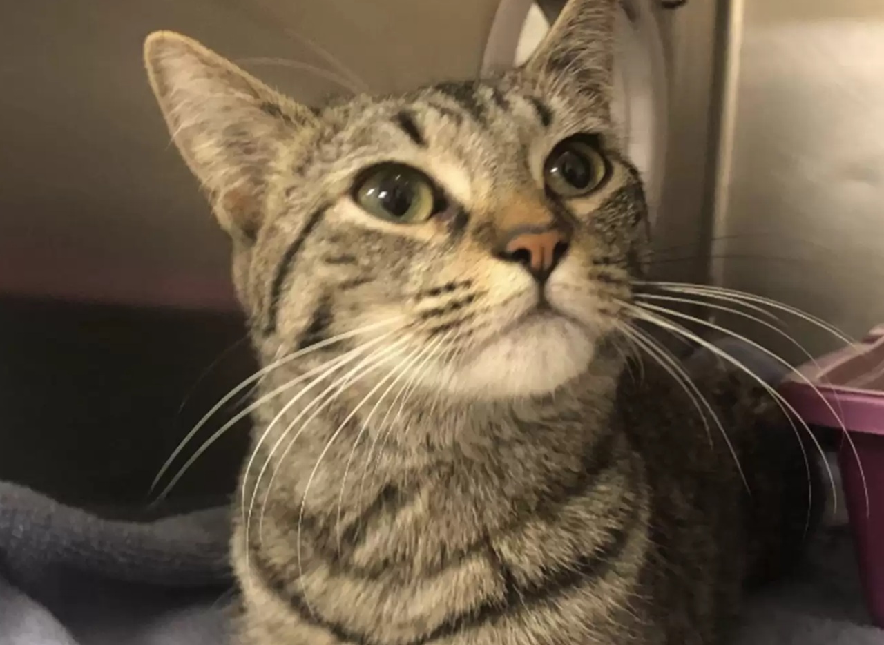 Gatto tigrato
