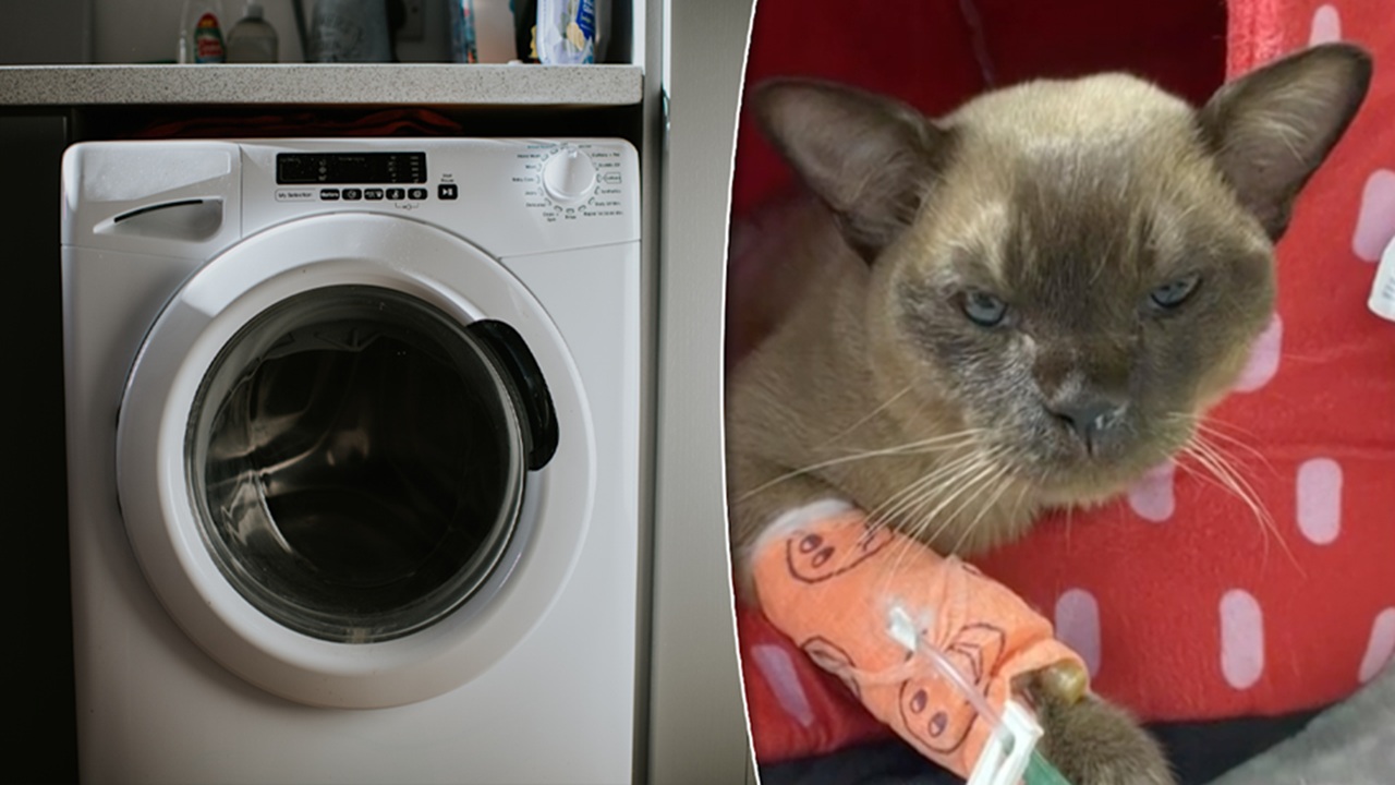 Gatto australiano sopravvissuto nella lavatrice