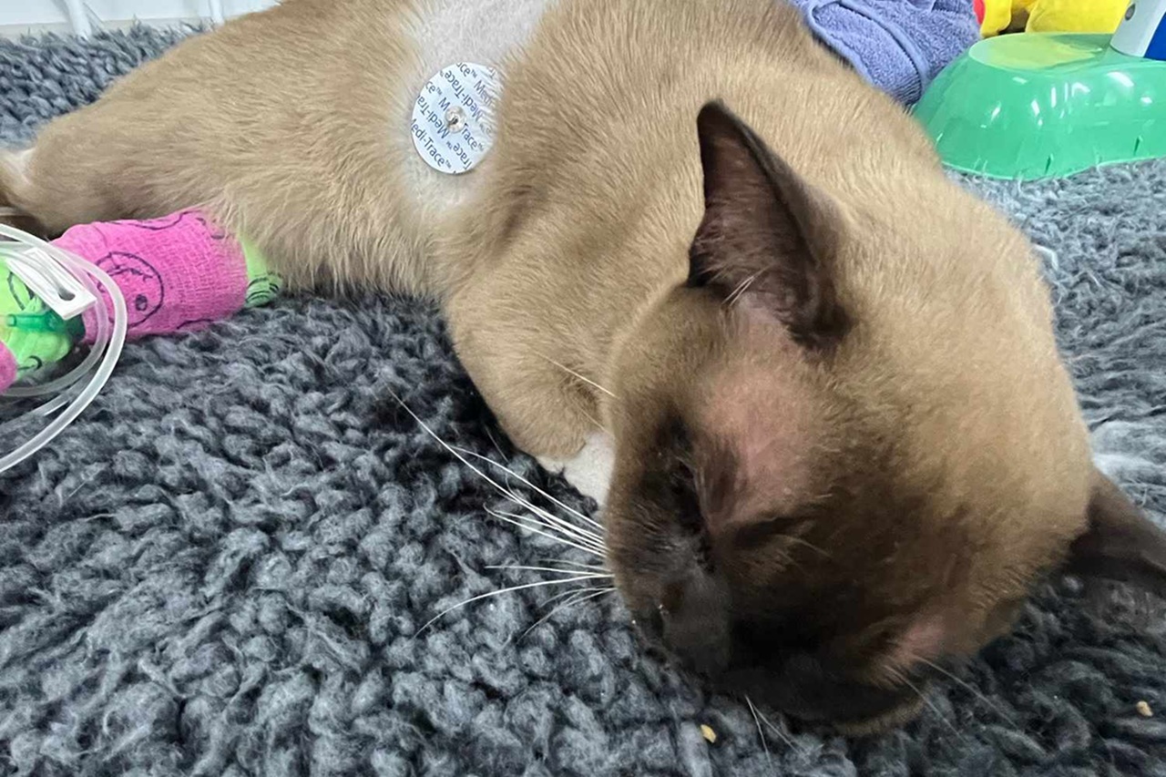 Gatto ferito