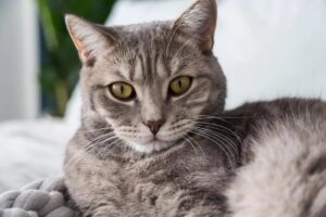 Gatto incastrato sotto il letto: dopo averlo salvato famiglia vince 150mila euro