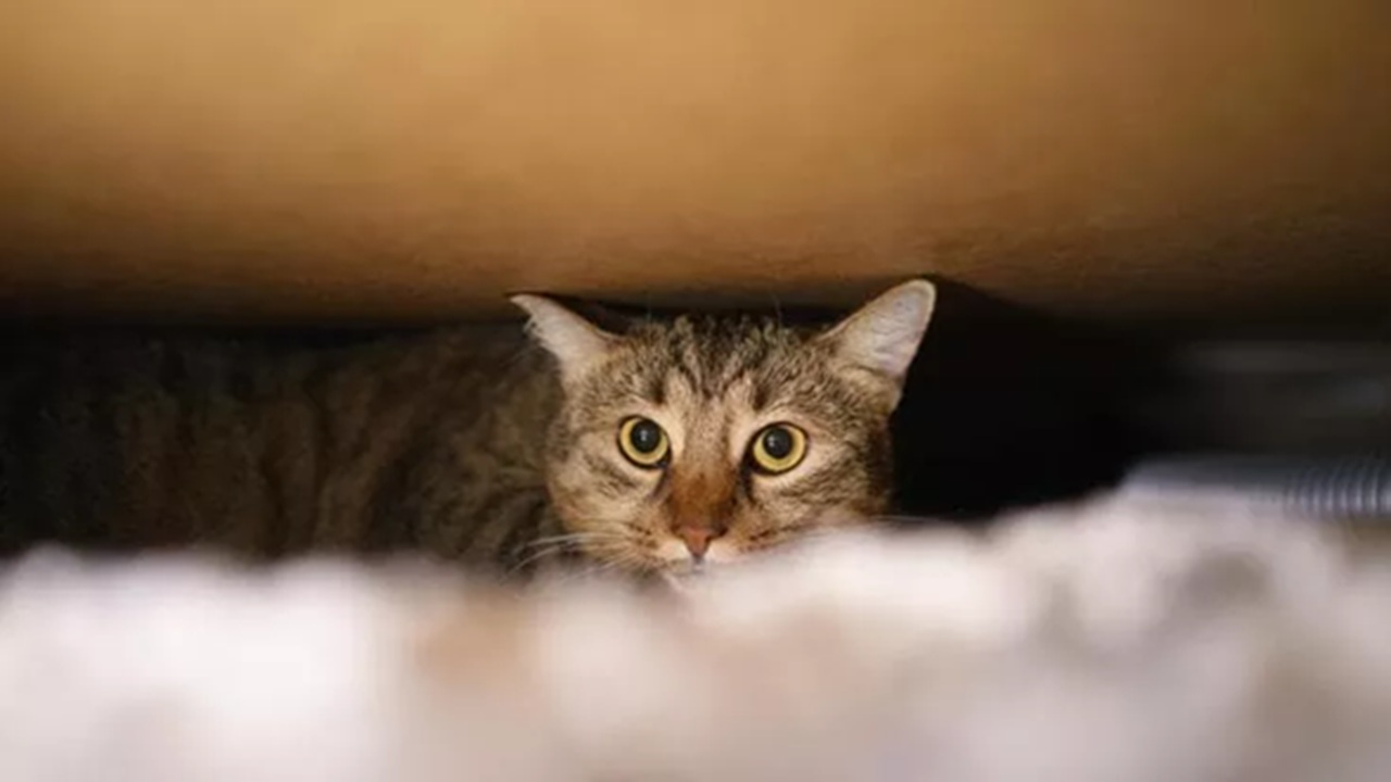Gatto incastrato sotto il letto
