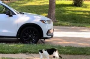 Gatto ogni giorno va nella stessa casa da 11 anni: perché lo fa?