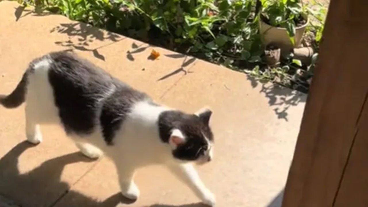 Gatto ogni giorno va nella stessa casa da 11 anni
