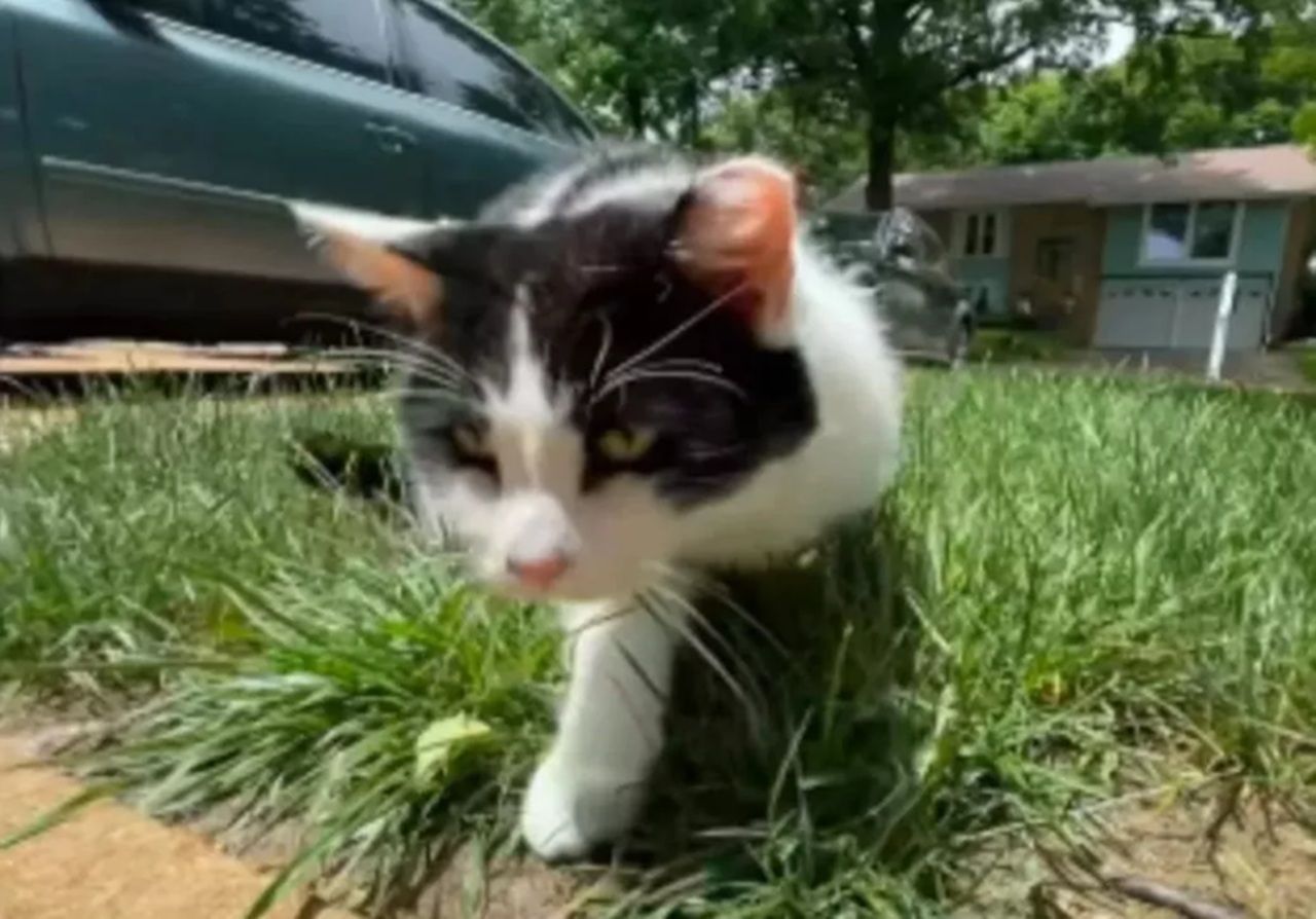 Gatto in giardino