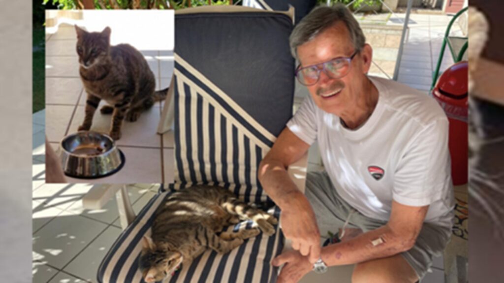 Gatto scomparso l’estate scorsa tornato nella casa vacanze dopo un anno: una storia a lieto fine