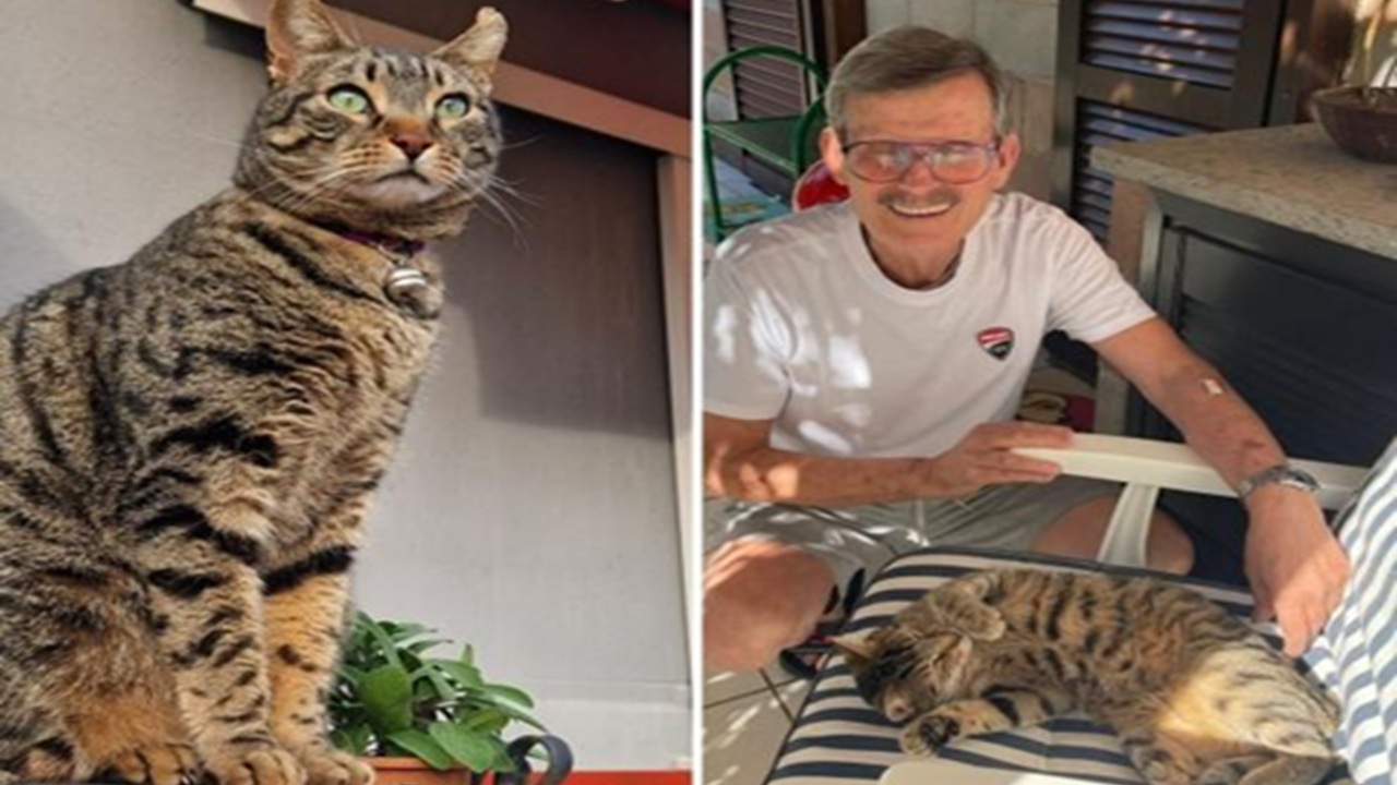 Gatto scomparso l'estate scorsa