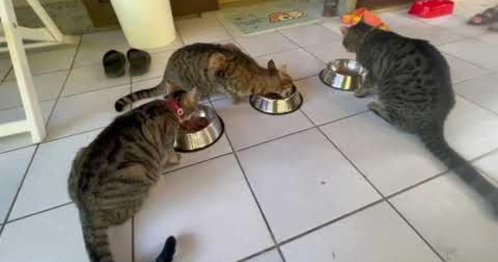 Gatti mangiano nelle ciotole