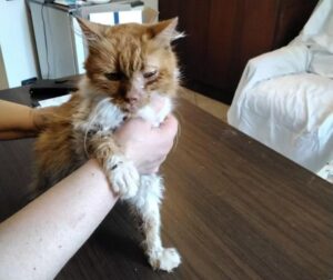 Gatto trovato sul Sacro Monte di Crea cerca casa