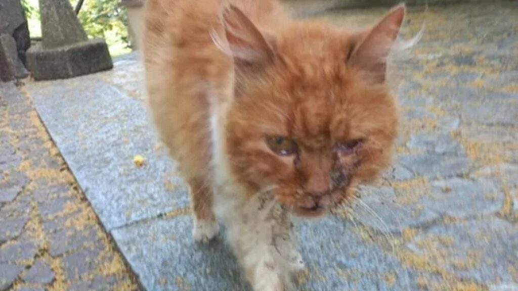 Gatto trovato sul Sacro Monte di Crea