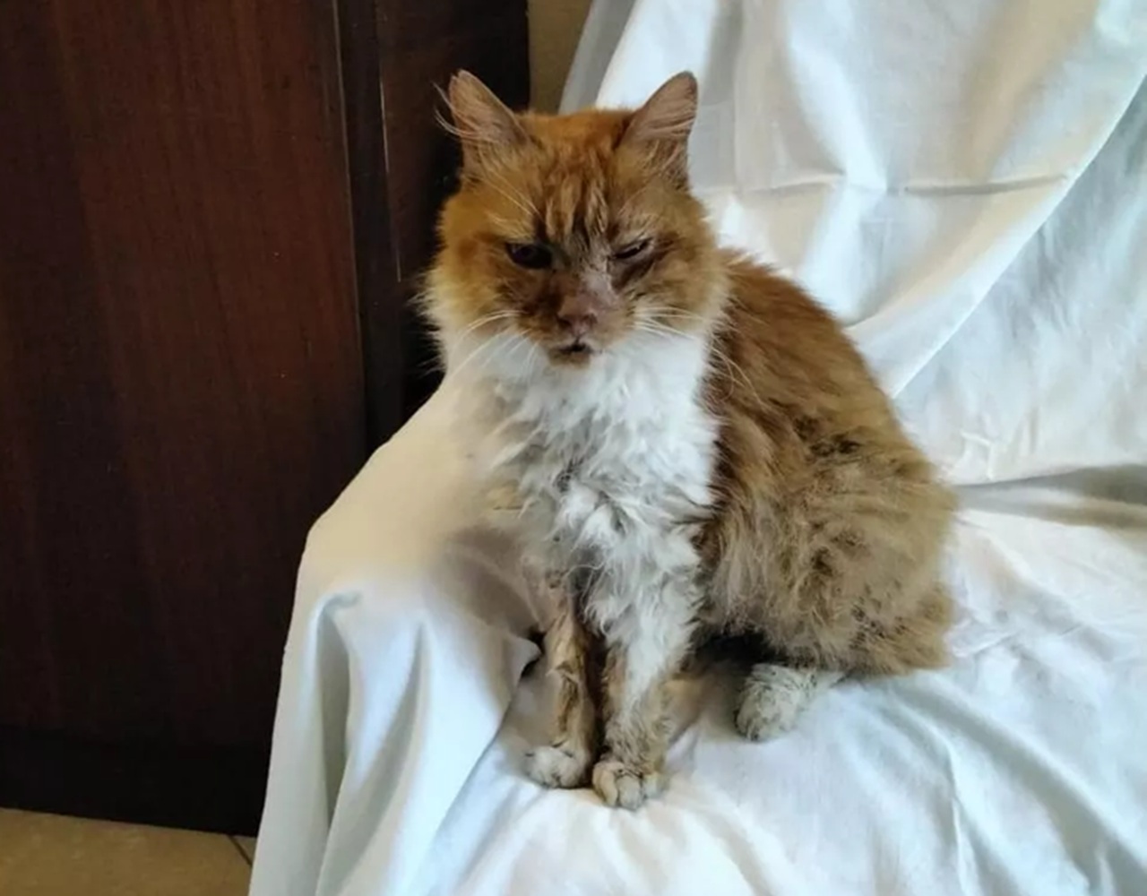 Gatto trovato