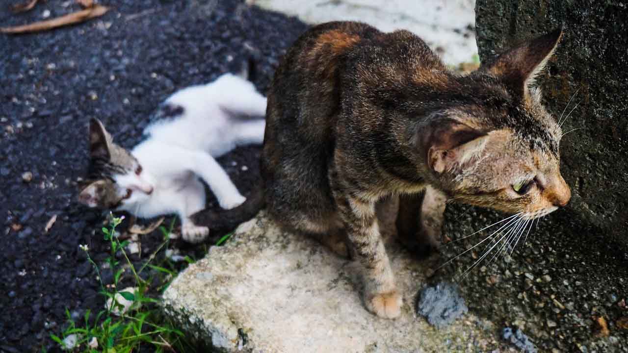 taglia killer gatti malta
