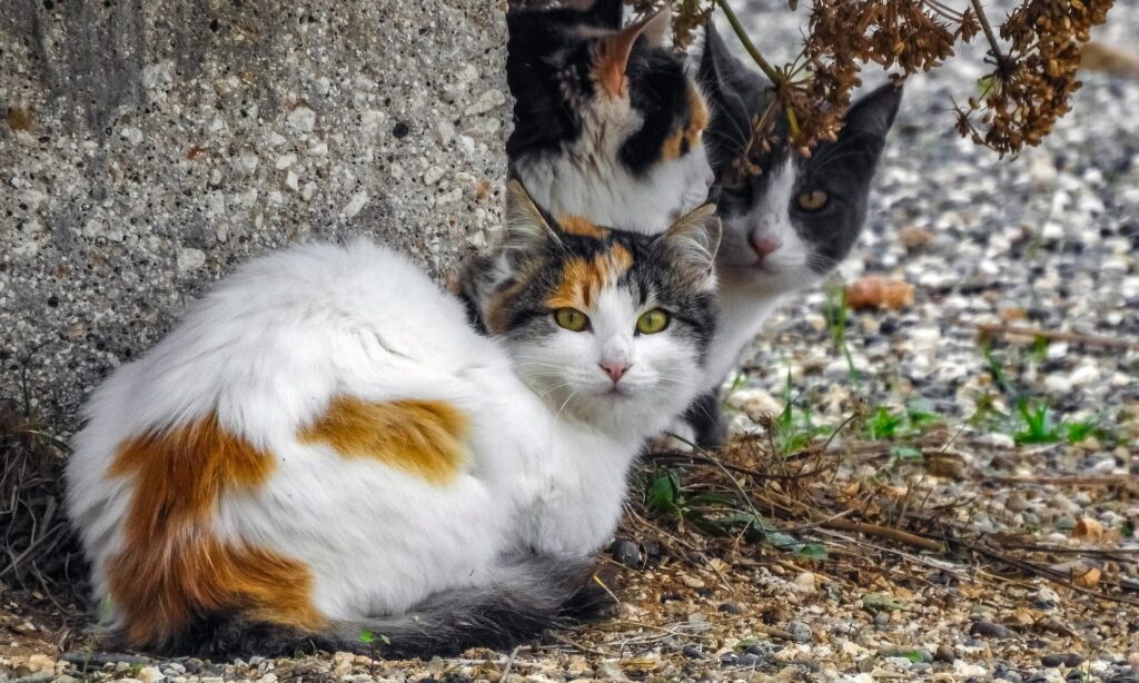 La nuova taglia sui killer dei gatti a Malta