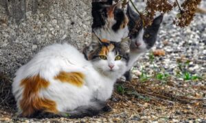 La nuova taglia sui killer dei gatti a Malta