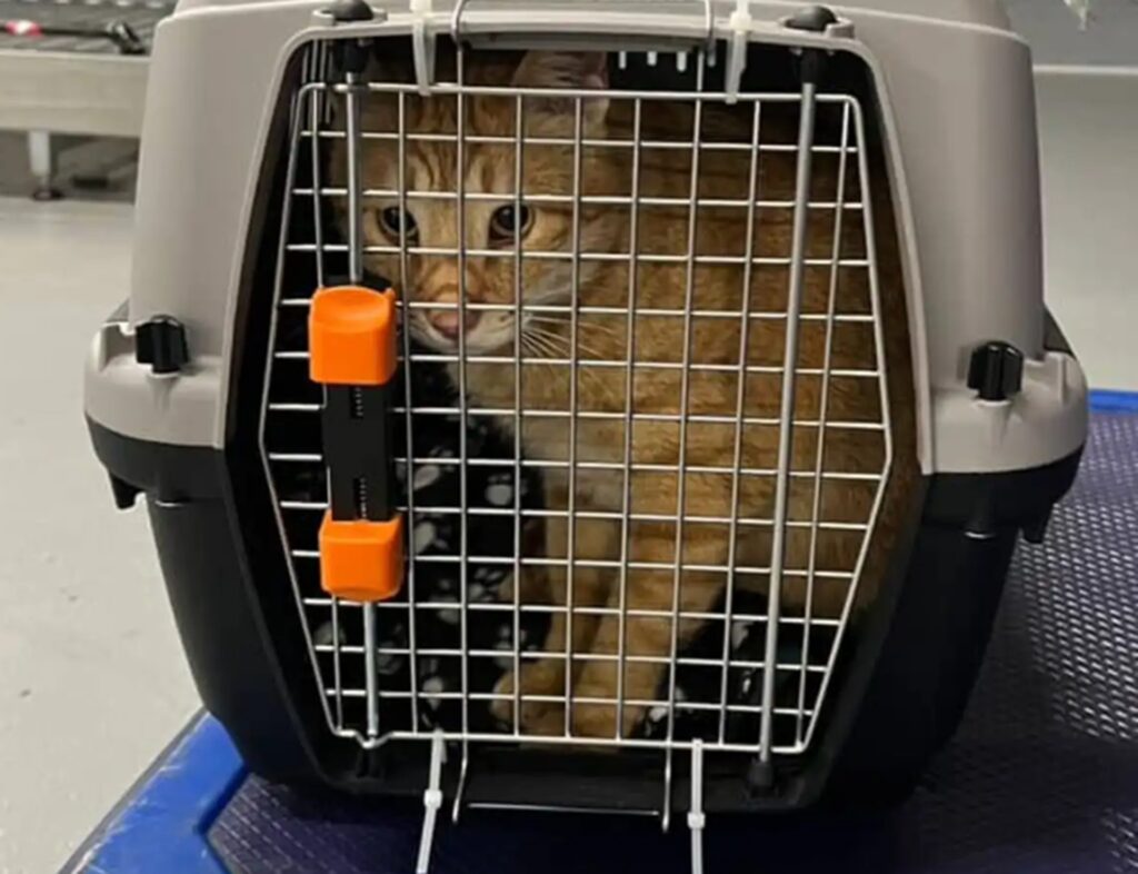 Veterinario opera il giocattolo preferito di un gatto