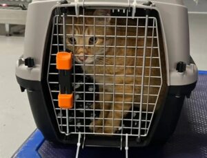 Veterinario opera il giocattolo preferito di un gatto