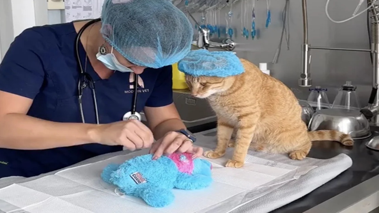 Veterinario opera il giocattolo preferito di un gatto