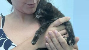 Gatti lanciati dall’auto in corsa ad Arezzo a Ferragosto: uno non ce l’ha fatta