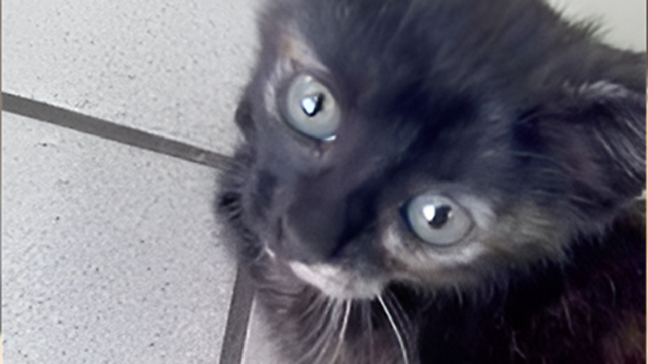 Gatti lanciati dall'auto in corsa ad Arezzo a Ferragosto